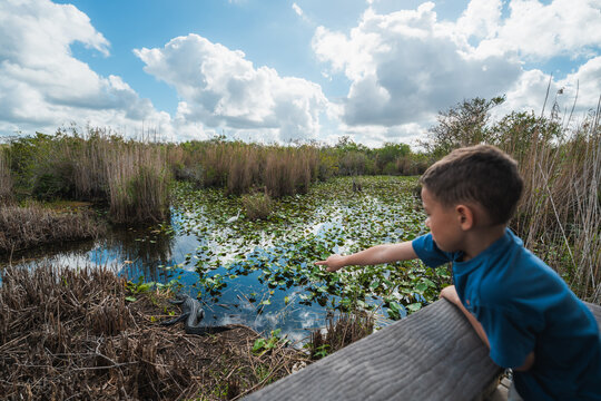 Kid in nature wildlife at the Everglades