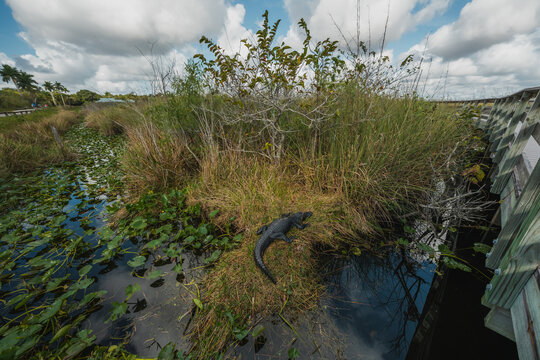 Alligator in the Everglades National Park Wildlife