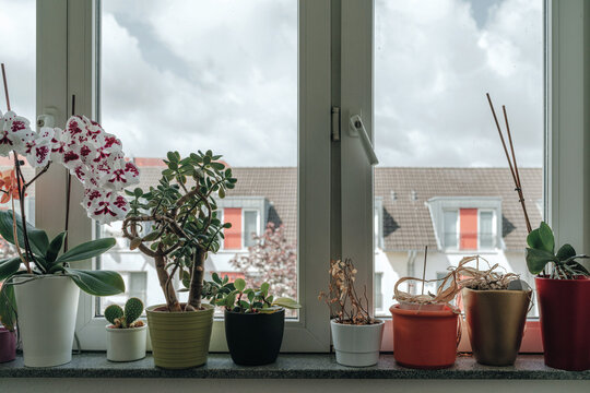 Houseplants on windowsill with cloudy sky and urban rooftops