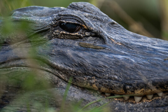 Alligator close up