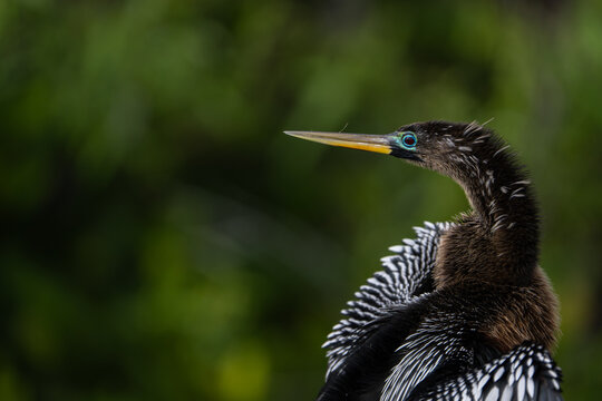 Anhinga in Everglades, Florida Bird Wildlife