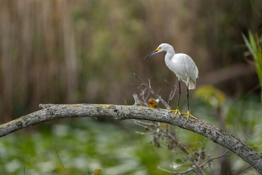 Snowy Egret in Everglades, Florida Wildlife