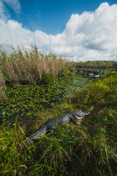 Alligator in the Everglades National Park Wildlife