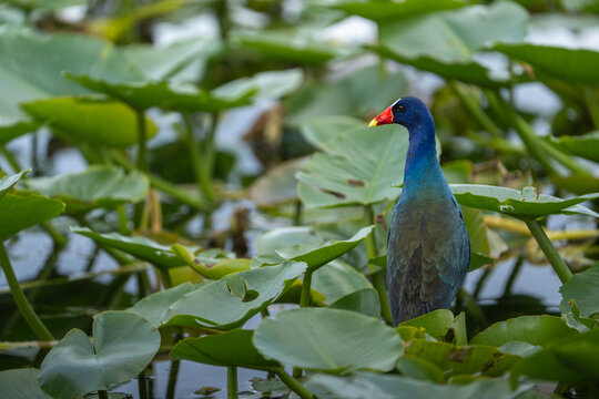 Purple Gallinule in Everglades, Florida Bird Wildlife
