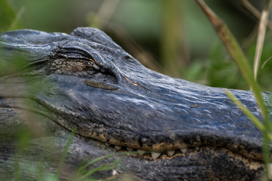 Alligator close up