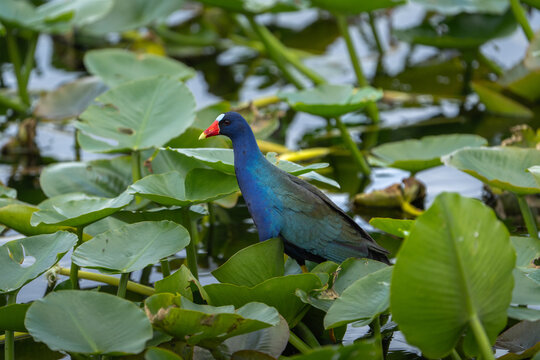 Purple Gallinule in Everglades, Florida Bird Wildlife