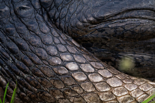 Alligator skin 