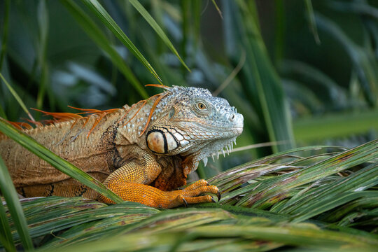 Green Iguana