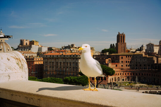 Seagull on the walls of Victor Emmanuel II Monument in Rome