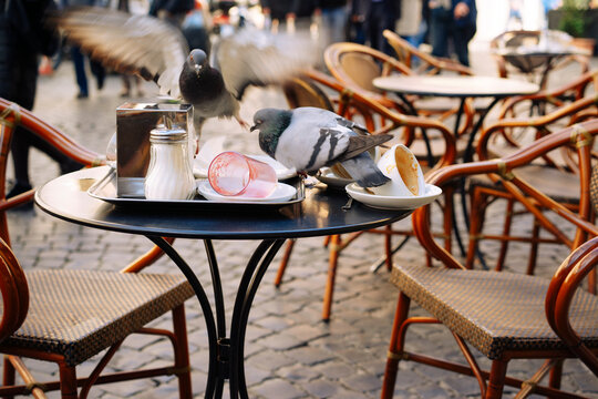 Pigeons on a cafe table for leftovers on the streets of Rome, Italy