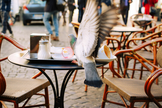 Pigeon on a cafe table for leftovers on the streets of Rome, Italy