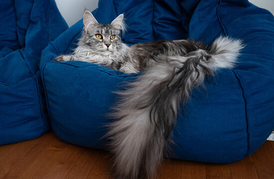 Black Silver Tabby Maine Coon sitting on a bean bag chair indoors.