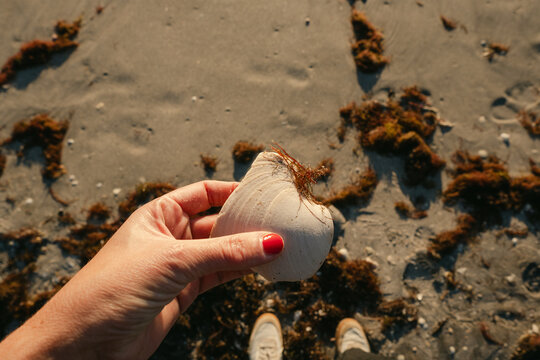 hand of woman holding a sea shell