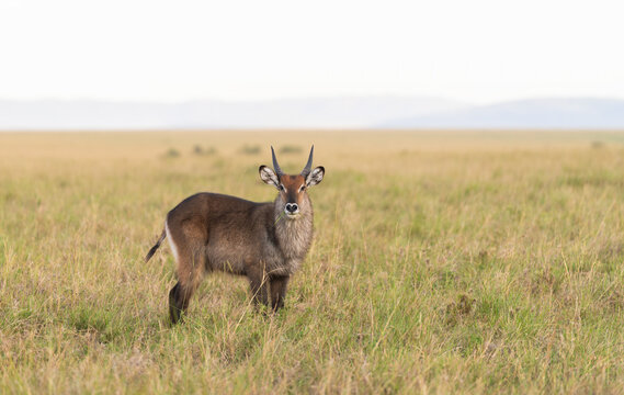 Young Male Waterbuck In Masai Mara, Kenya  