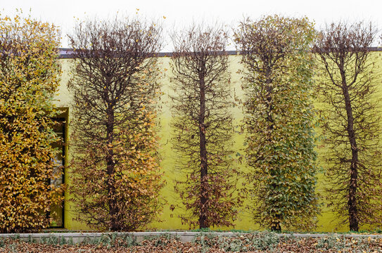 Autumn trees against a yellow wall

