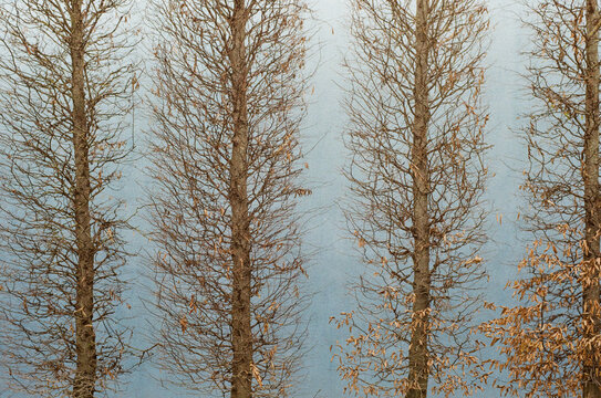 Autumn trees against a yellow wall