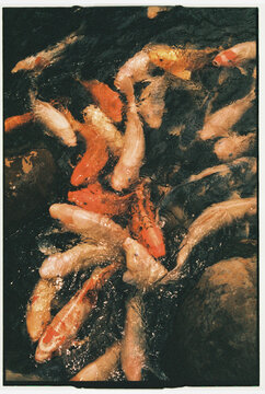 Koi Fish Gathering Near Surface of Garden Pond