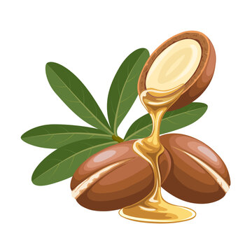 Vector illustration, Sideroxylon spinosum, known as argan, isolated on white background.