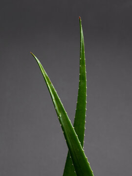 Close-up of aloe vera plant leaves against a gray background
