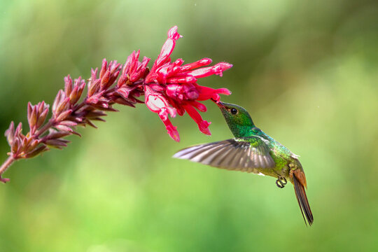 Hummingbird feeding on red flower nectar in nature