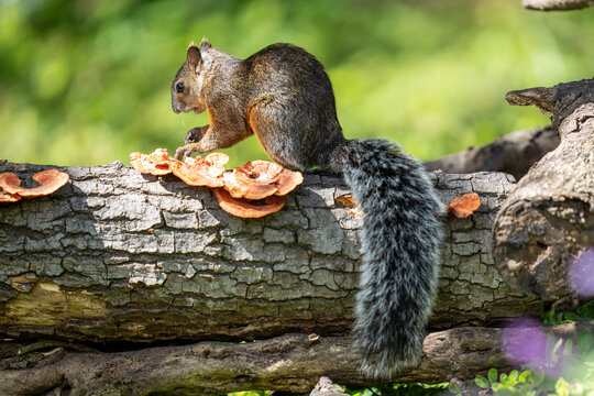 Squirrel eating fungus on fallen tree log