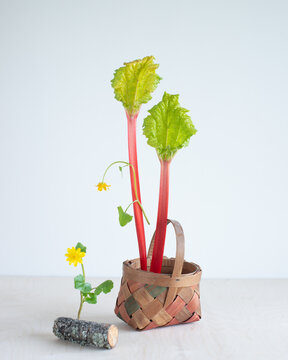 Still life with fresh rhubarb in the basket 4