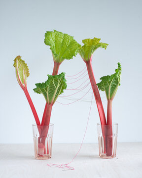 Still life composition of rhubarb and red thread 2
