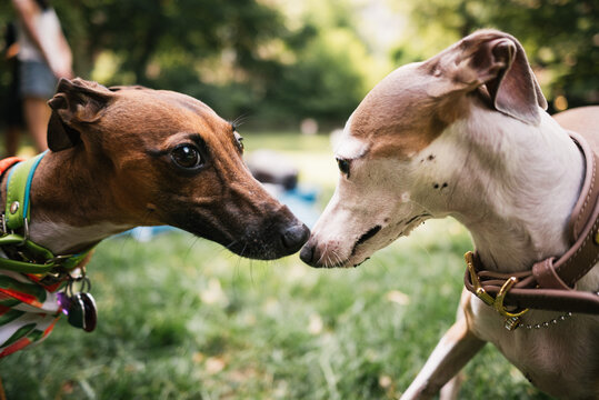 Two Whippet Dogs Touching Noses in Park