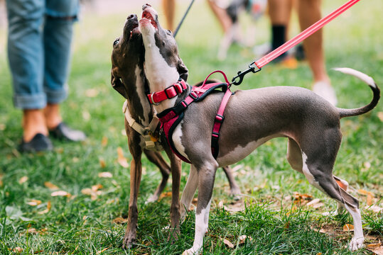 Two Whippet Dogs Playing on Leashes