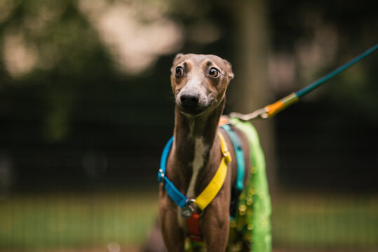 Italian Greyhound Wearing Green Cape Outdoors