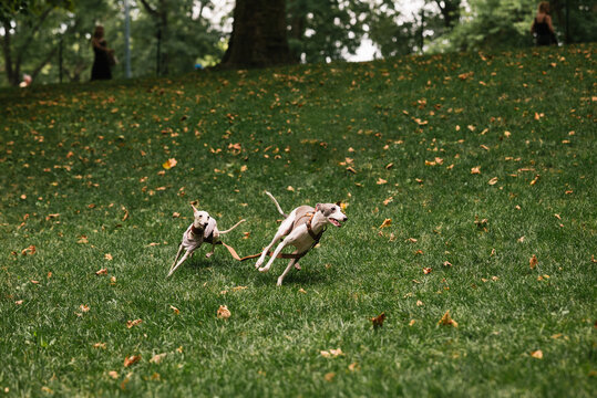 Two Whippet Dogs Running on Grass in Park
