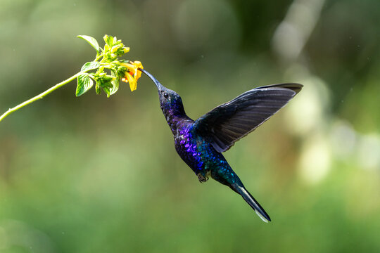Violet sabrewing hummingbird feeding nectar from yellow flower