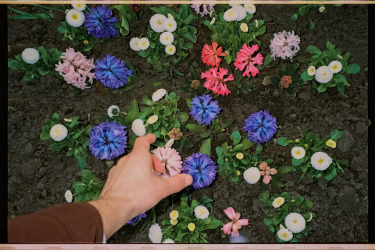 Hand reaching for colorful flowers in soil