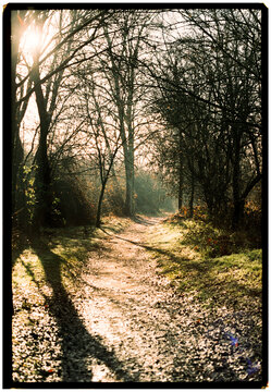 Narrow path through a forest