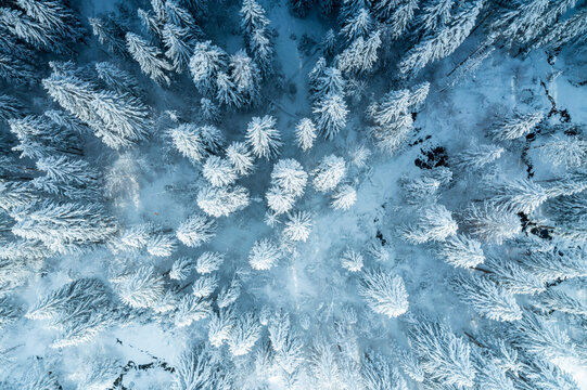 Aerial view of dense coniferous forest covered in thick white snow with frosted pine trees and a wintry landscape Slovenia.
