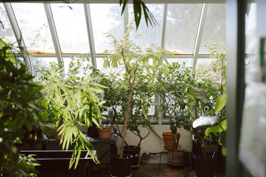 Greenhouse