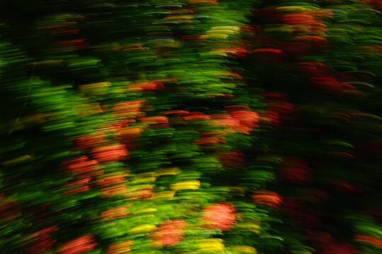Original organic streaks of floral forest blurred motion abstract art