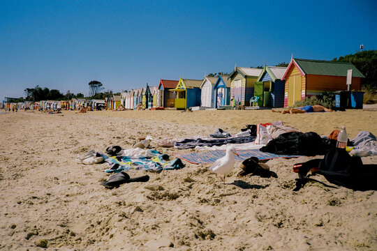 Bathing Boxed on Brighton beach in Melbourne 