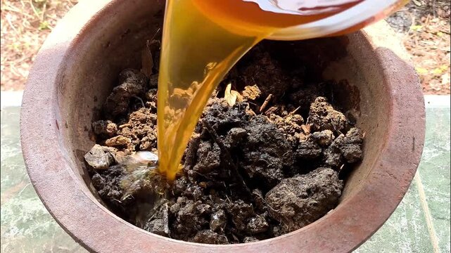 Pouring the microbial solution onto the soil, outdoor Chiangmai Thailand.