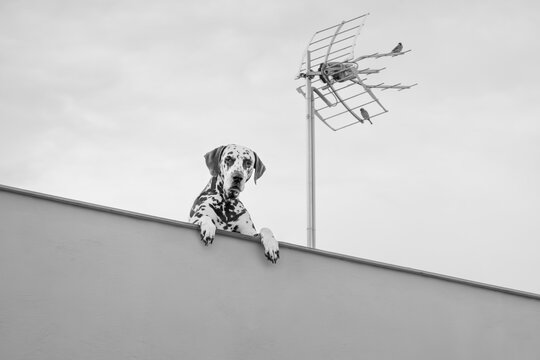 Dalmatian on the Rooftop