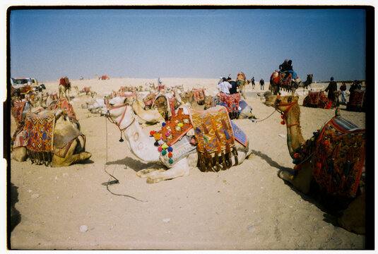 FILM UGC Camels Resting in the Desert Near Pyramids Egypt
