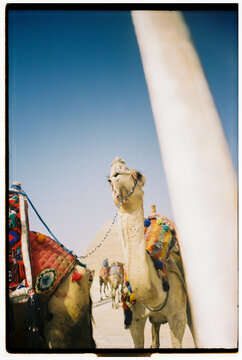 FILM UGC Camels in the Desert 