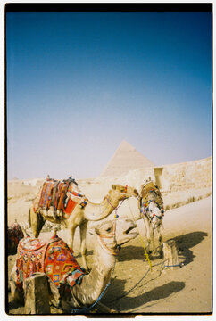 FILM UGC Camels Rest Near the Great Pyramid in Giza