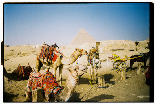 FILM UGC Camels Resting Near Pyramids in Egypt 