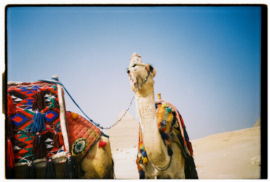 FILM UGC CAMEL in the desert of Giza, Egypt