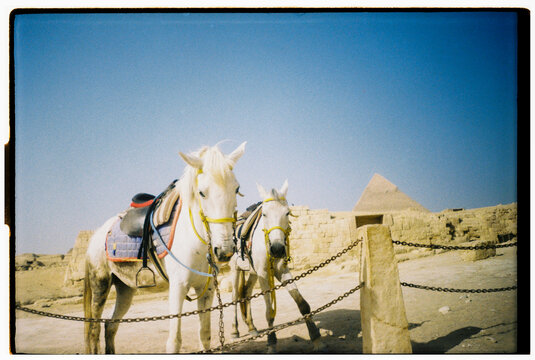 Horses Stand Near Pyramids in Egypt