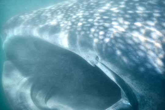 Feeding Whale Shark Underwater
