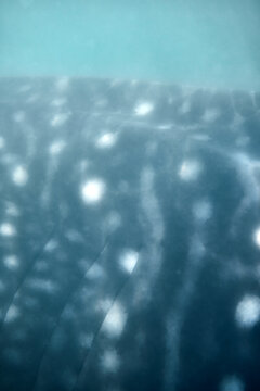 Whale Shark Underwater Texture