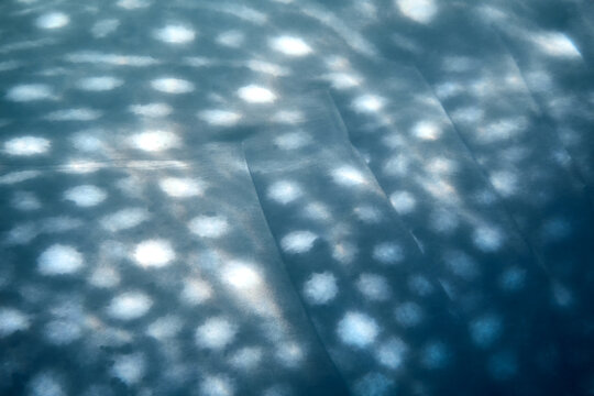 Whale Sharkspotted abstract close up Texture