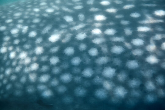 Abstract Blue Pattern Background